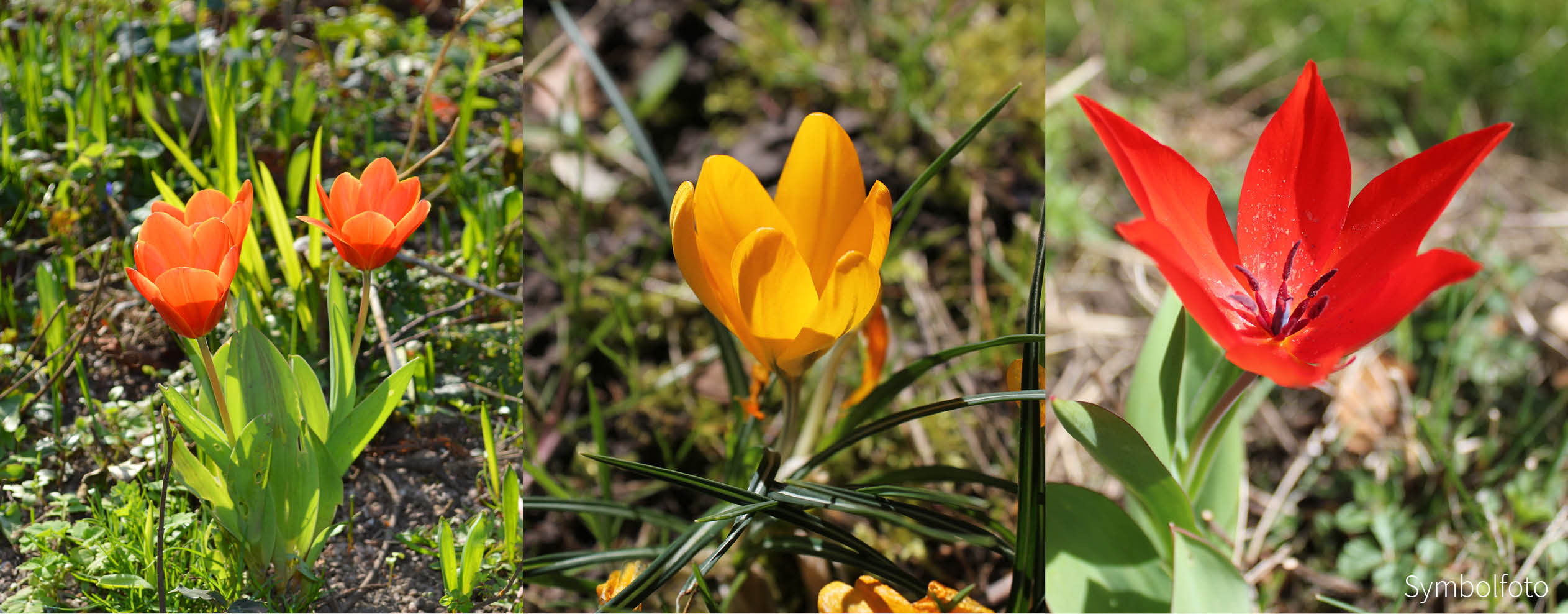 Blütenzauber - Zwiebel-und Knollenmischung
