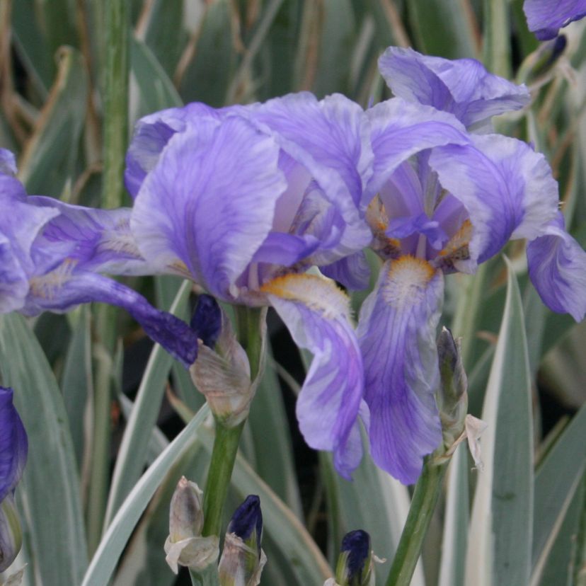 STM - Iris pallida 'Aurea-Variegata'