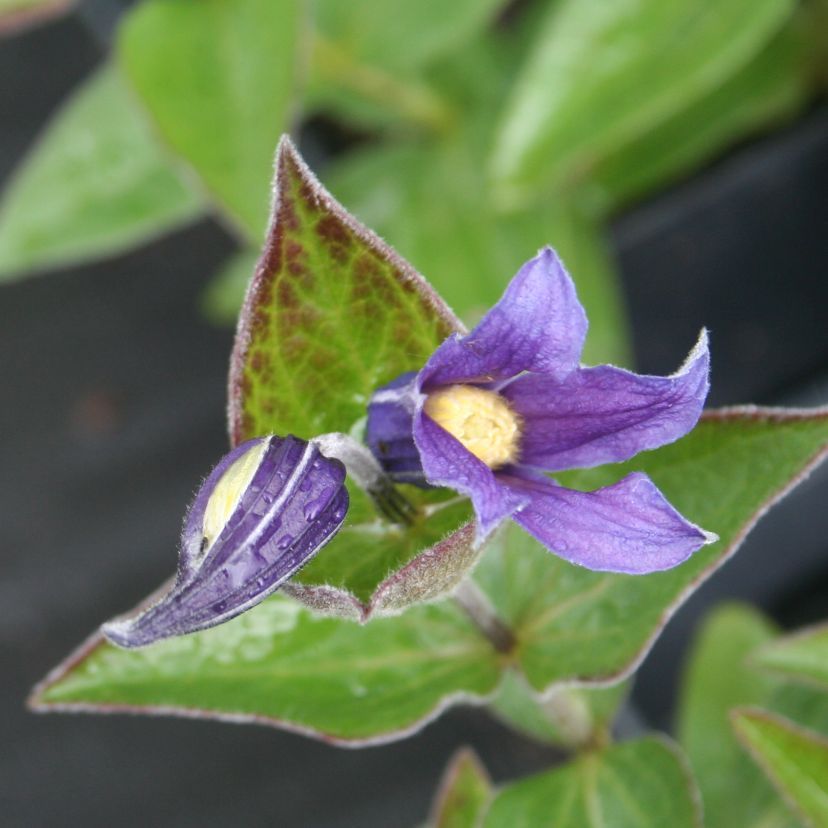 STM - Clematis integrifolia