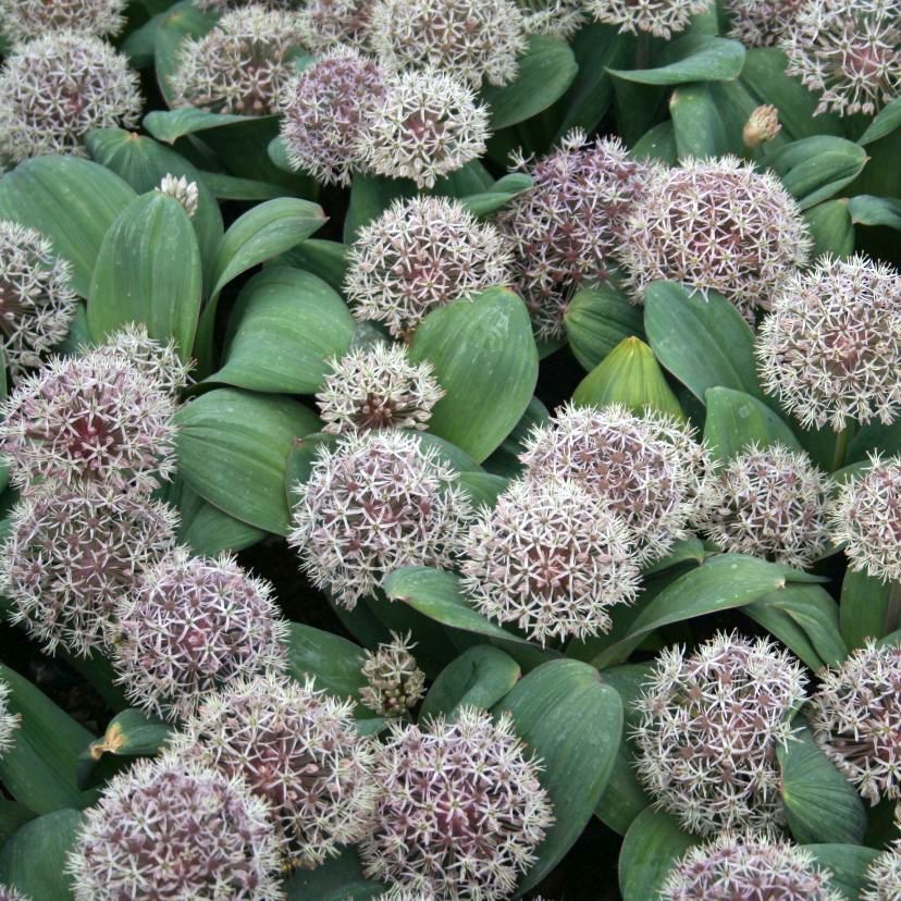 STM - Allium karataviense