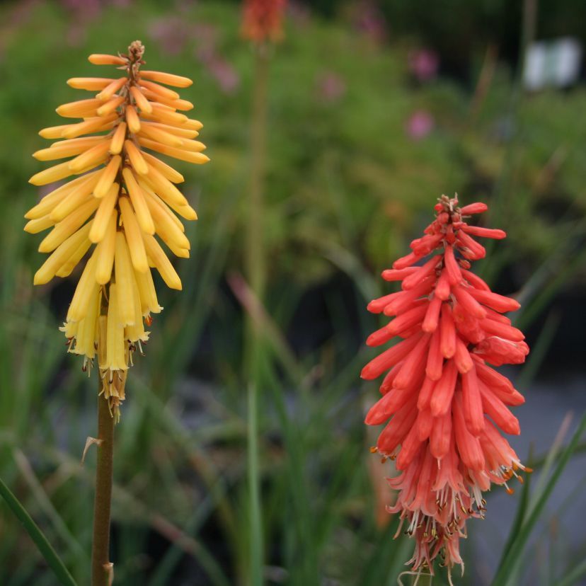 STM - Kniphofia uvaria 'Flamenco'
