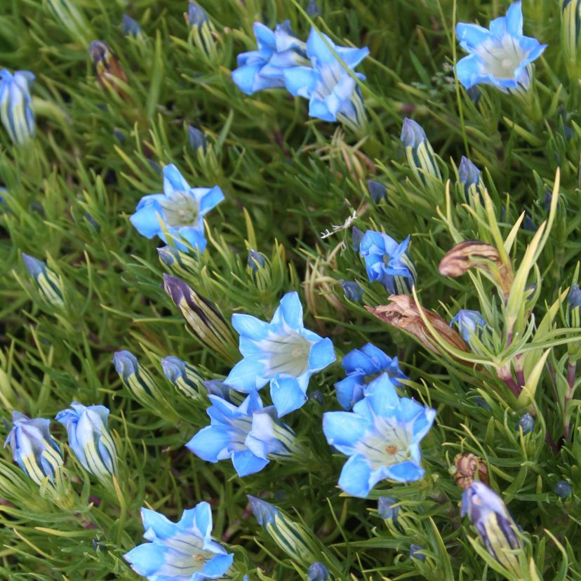 STM - Gentiana farreri 'Triumpf'