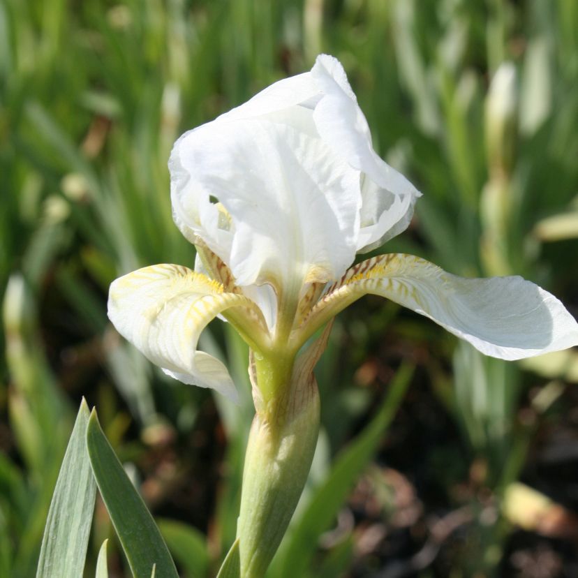 STM - Iris barb.- nana 'Schwanensee'