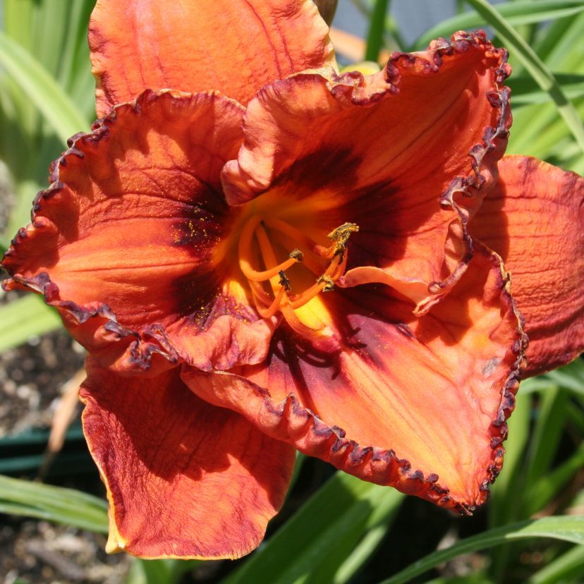 STM - Hemerocallis hybr. 'San Luis Halloween'