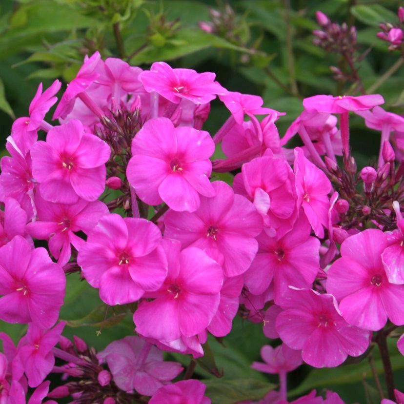 STM - Phlox amplifolia 'Minnehaha'
