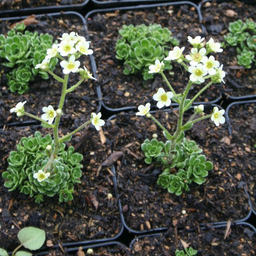STM - Saxifraga paniculata 'Portae'