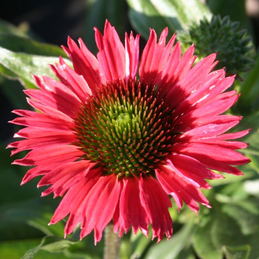 STM - Echinacea purp. 'Kismet Red'