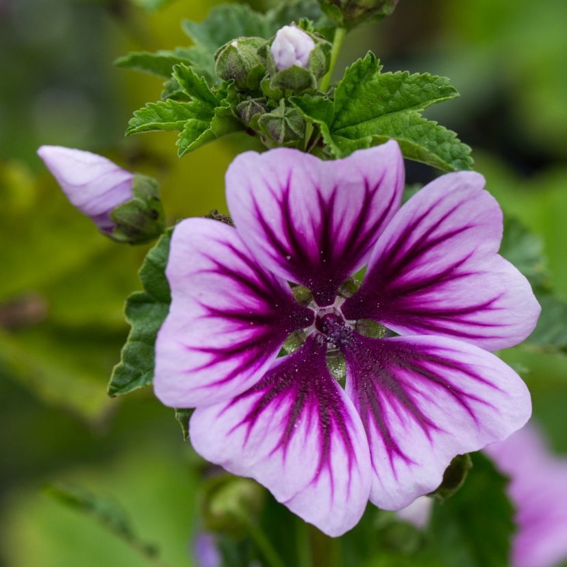 Malva sylvestris 'Zebrina'