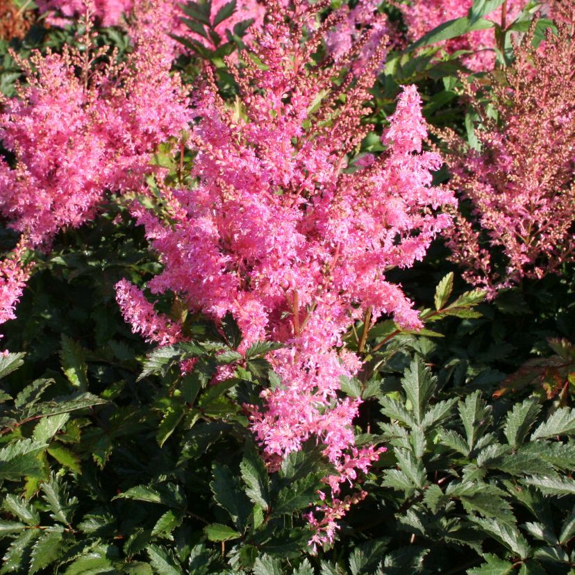STM - Astilbe arend. 'Younique Pink'