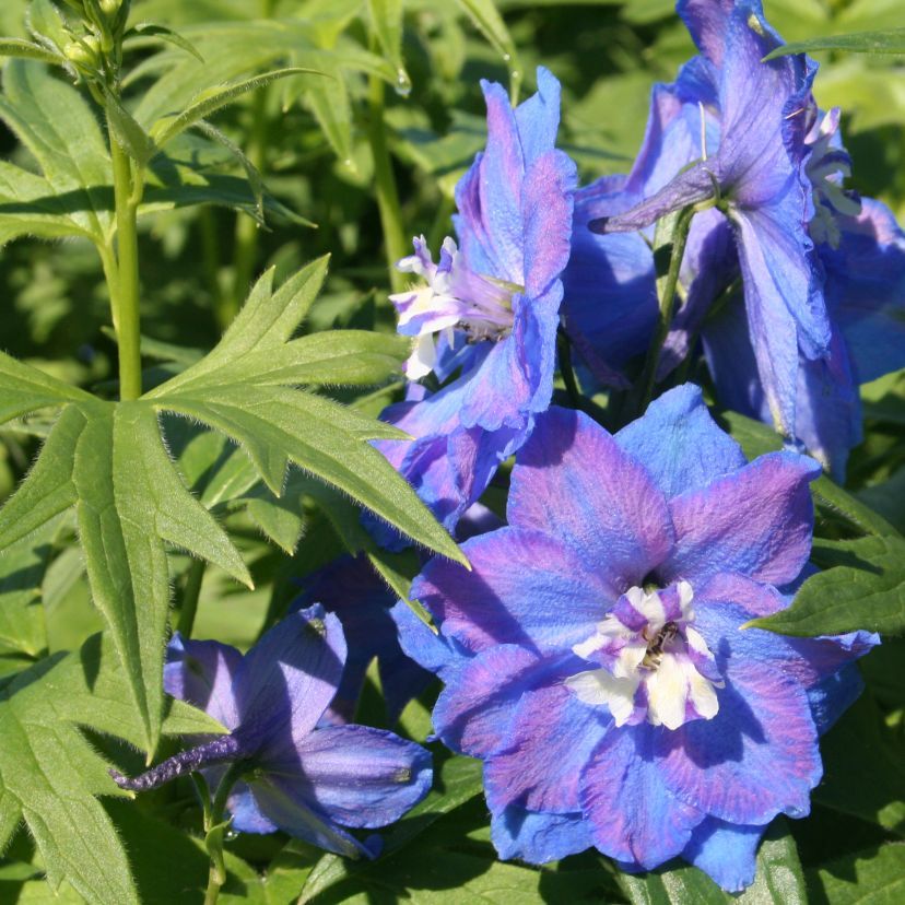 STM - Delphinium cult. 'Independence'