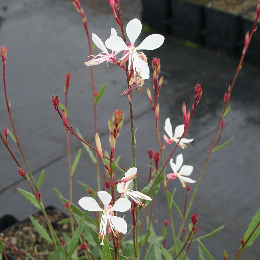 STM - Gaura lindh. 'Elurra'