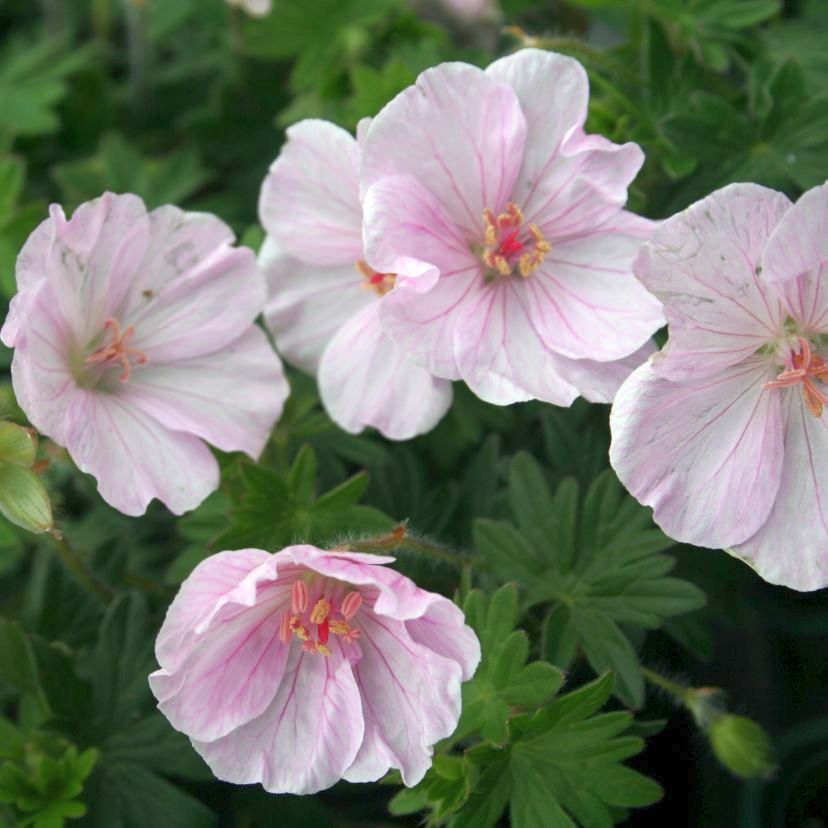 Geranium sang. 'Apfelblüte'