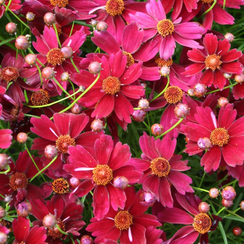 STM - Coreopsis rosea 'Limerock Ruby'  -R-