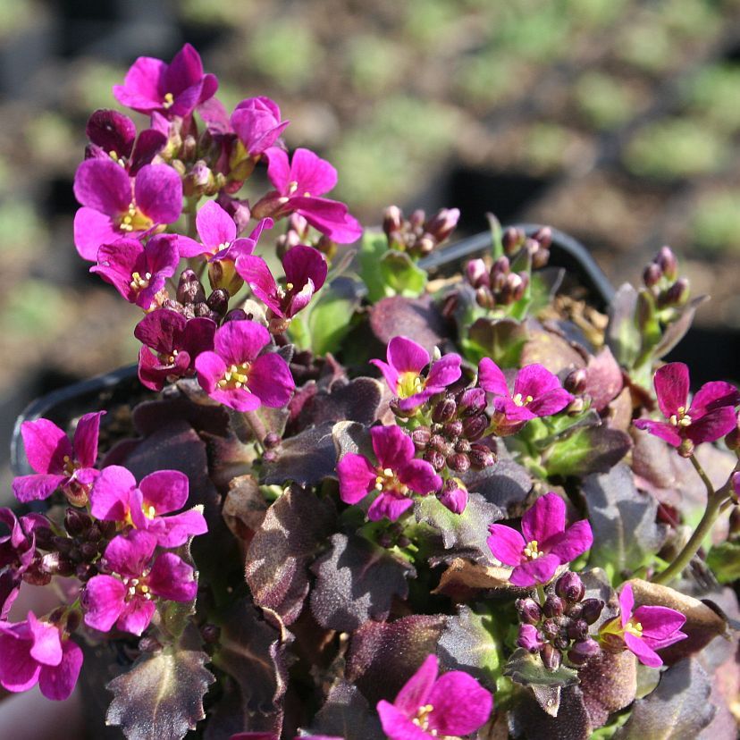 STM - Arabis caucasica rosa