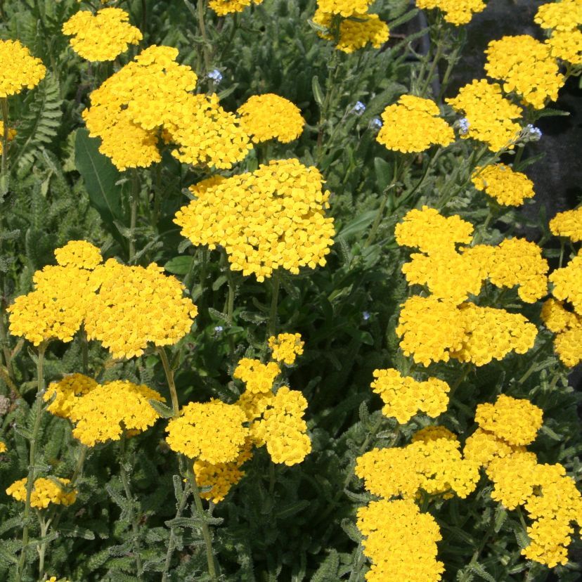 STM - Achillea tomentosa