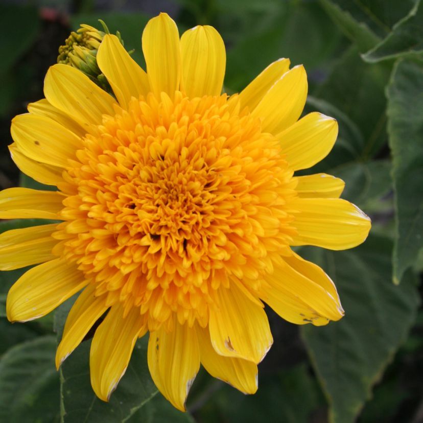 STM - Helianthus dec. 'Double Whammy'