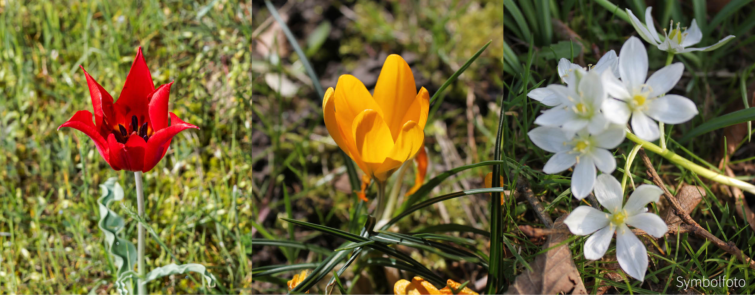 Blütentraum - Zwiebel-und Knollenmischung