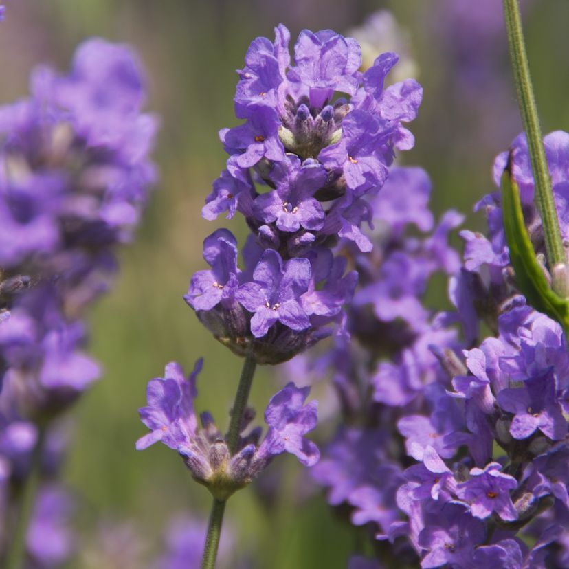 Lavandula x intermedia 'Cedar Blue'
