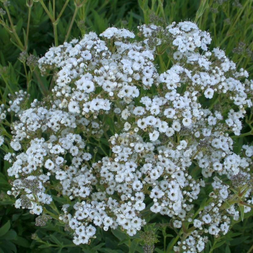 STM - Gypsophila pan. 'Festival White'