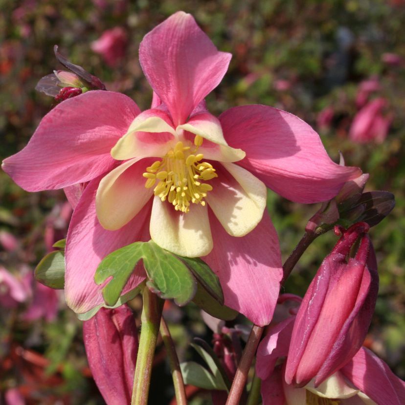 STM - Aquilegia caer. 'Spring Magic Rose White'