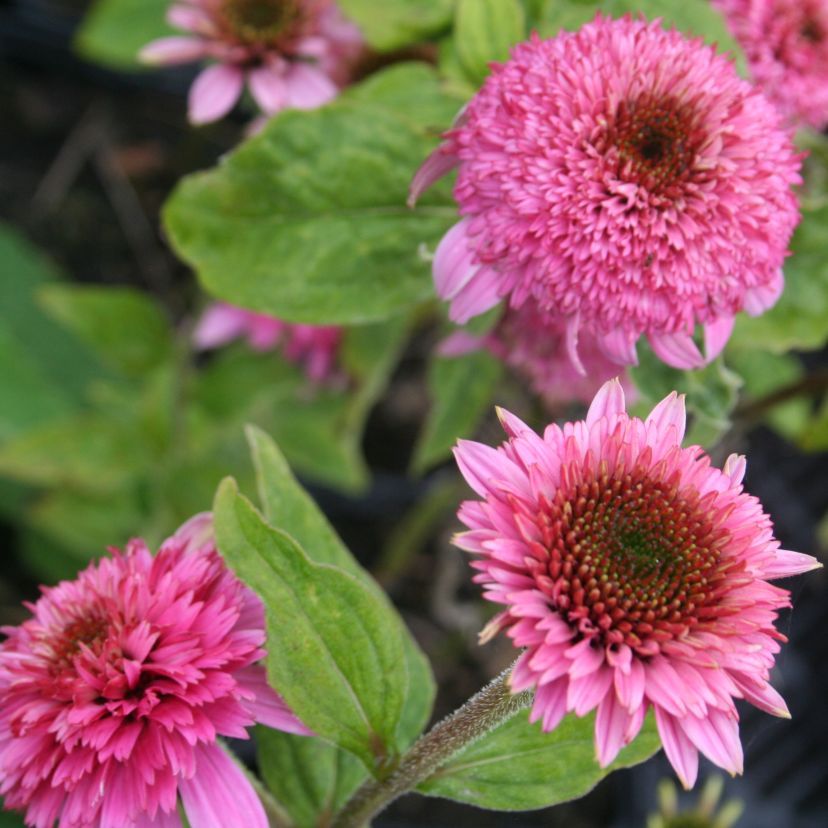 STM - Echinacea purp. 'Razzmatazz'  -R-