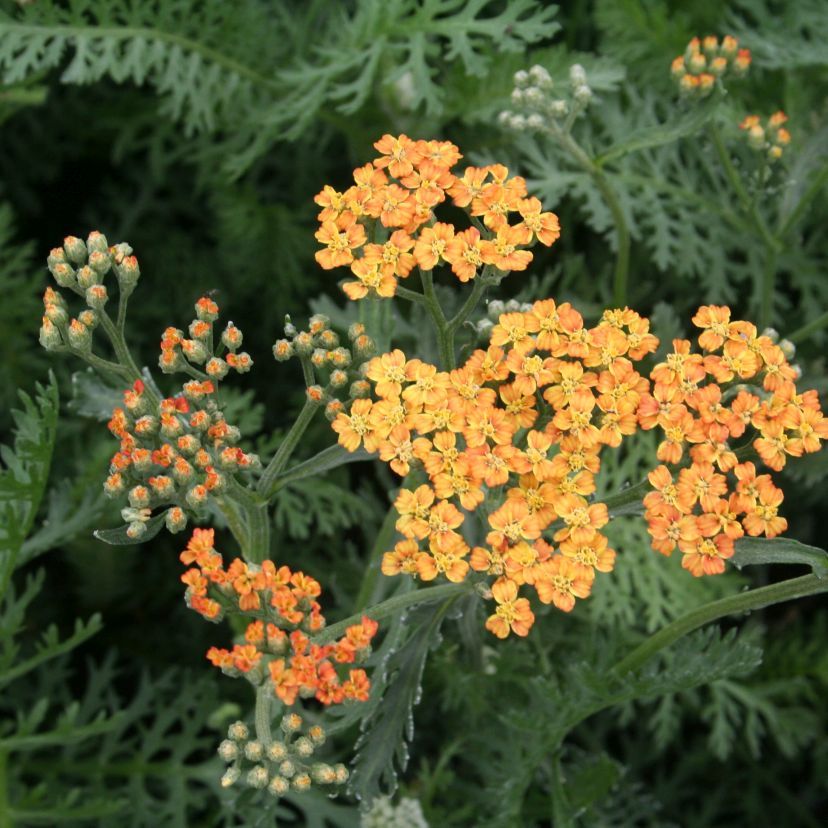 STM - Achillea millef. 'Desert Eve Terracotta'