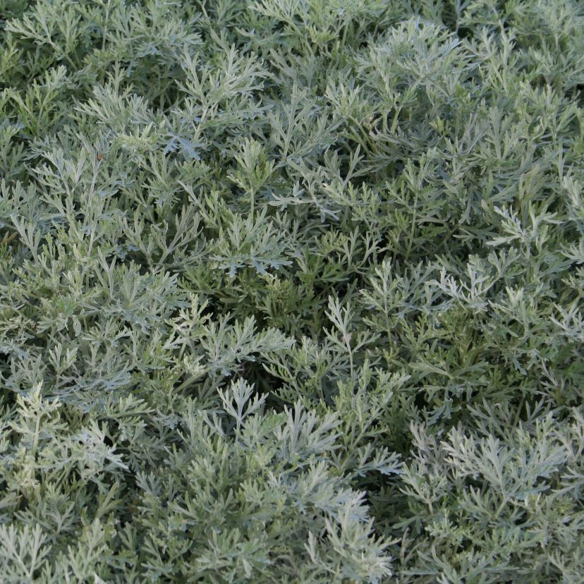 STM - Artemisia arborescens 'Powis Castle'
