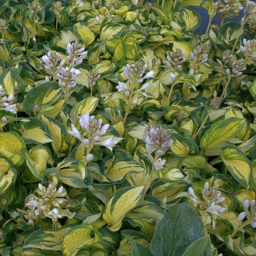 Hosta sieboldiana 'Great Expectations'