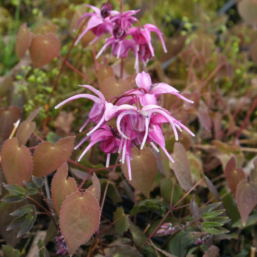 Epimedium grdf. 'Lilafee'