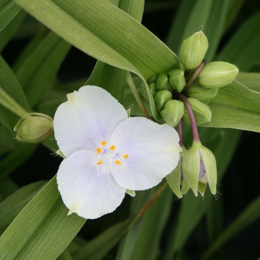 STM - Tradescantia x anders. weiß