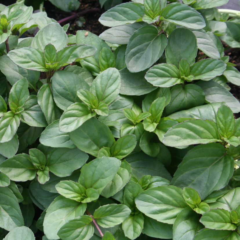 Mentha species 'Basil Mint'