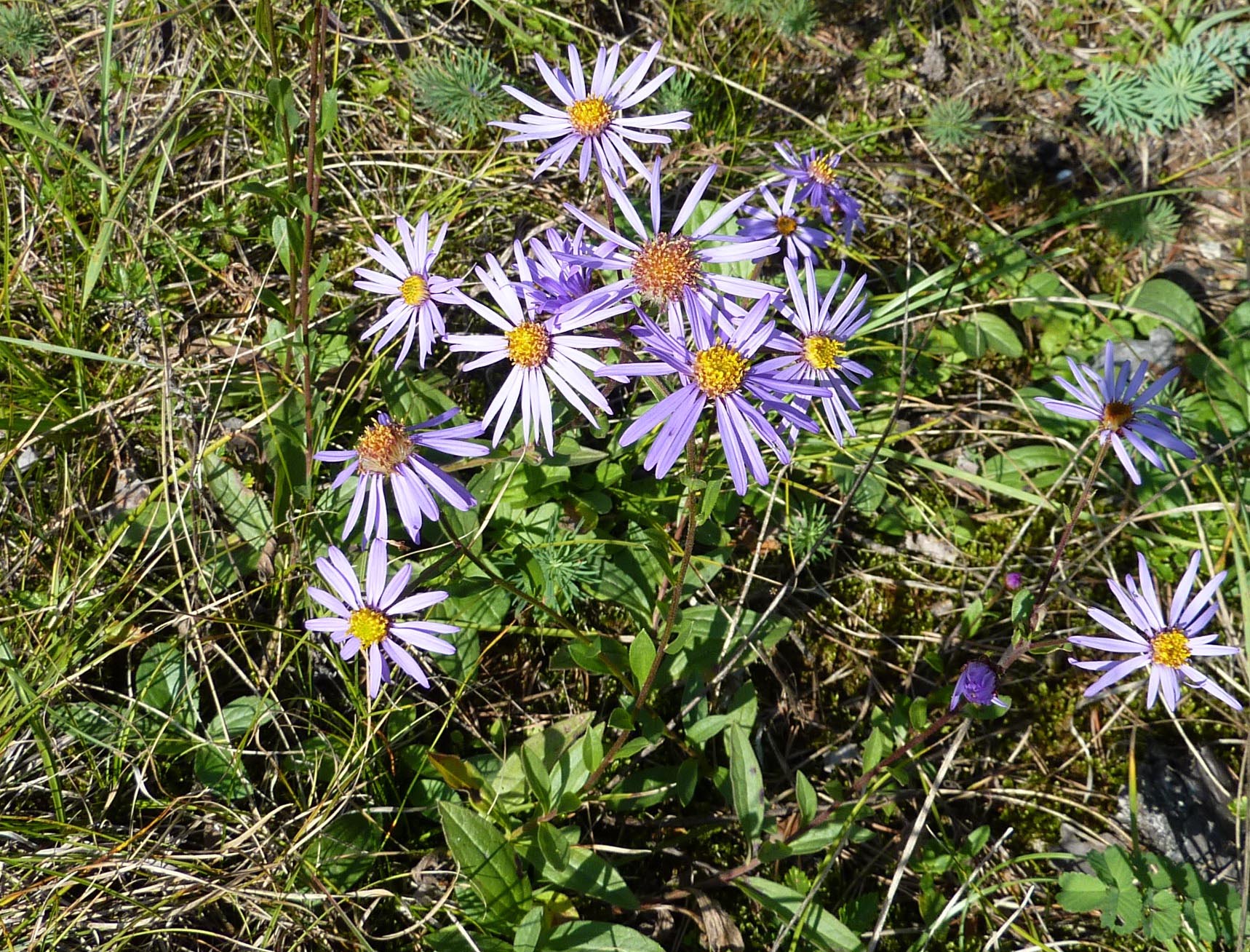 Heimische Steppenheide - Staudenmischpflanzung pflanzfertig vorgemischt