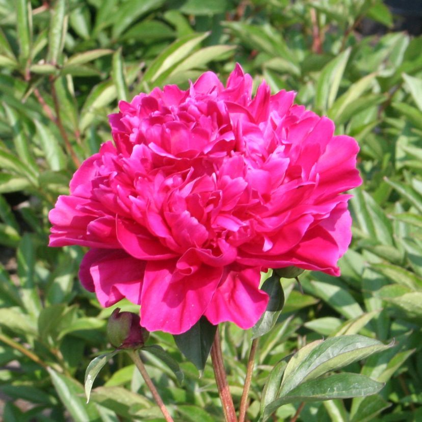 Paeonia lact. 'Red Magic'