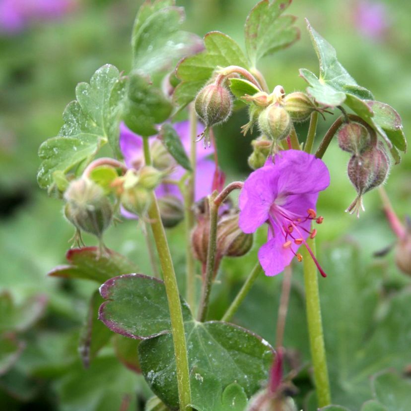Geranium x cantab. 'Cambridge'