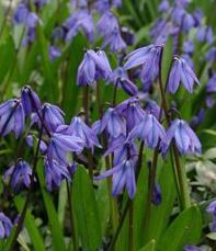 Scilla siberica - Sibirischer Blaustern