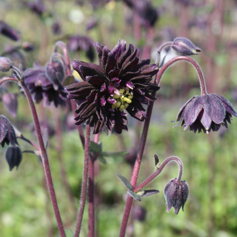 Aquilegia vulgaris 'Black Barlow'