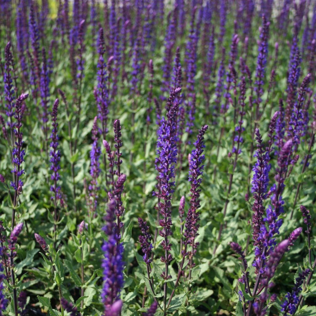 Salvia nemorosa 'Caradonna'