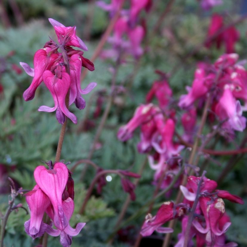 STM - Dicentra formosa 'Candy Hearts'  -R-