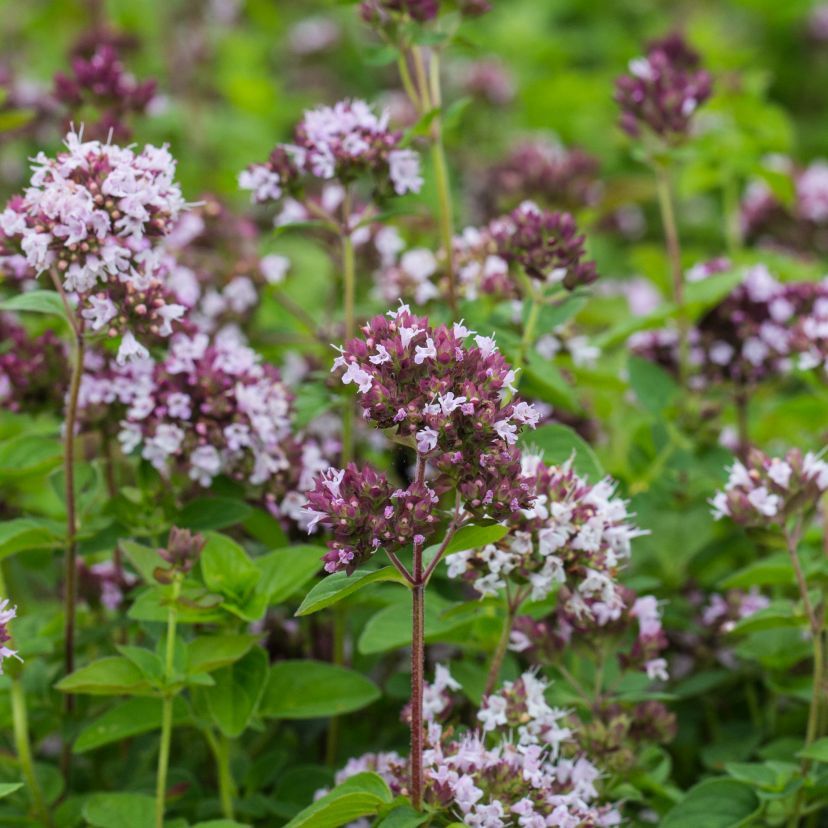 Origanum vulgare