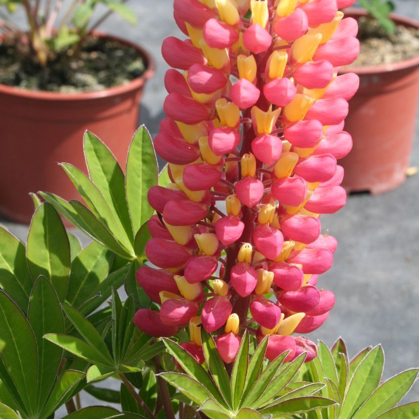 Lupinus-Hybride 'Gladiator'