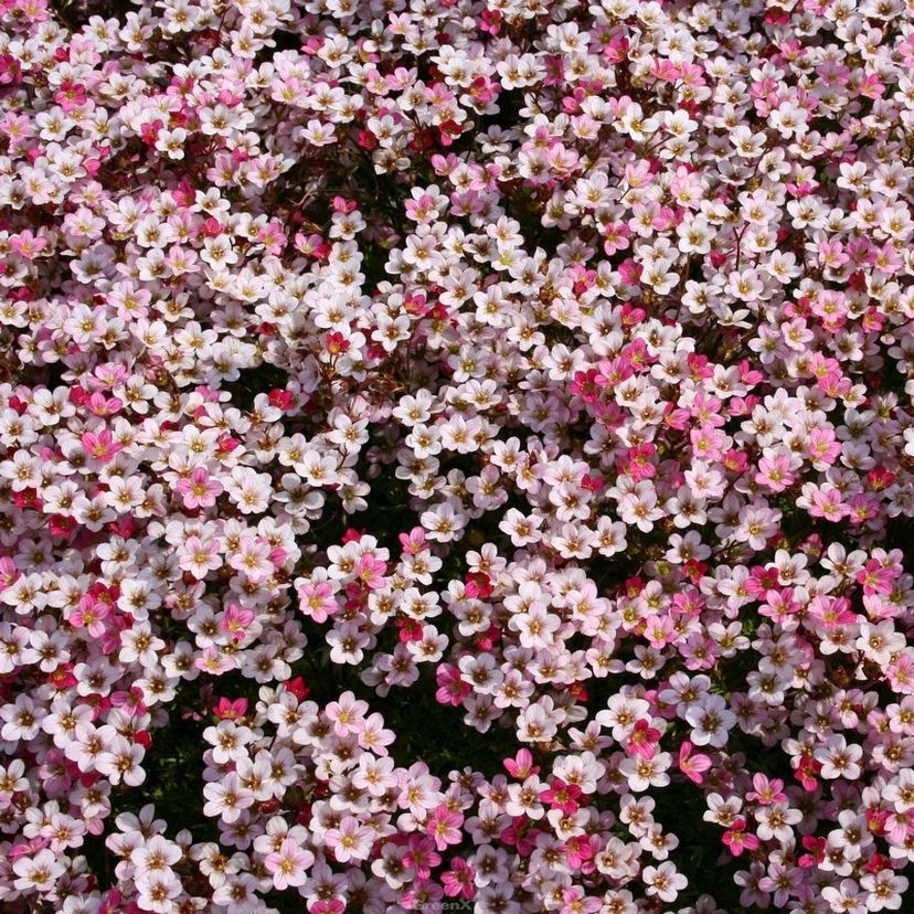 STM - Saxifraga x arendsii 'Rosemarie'