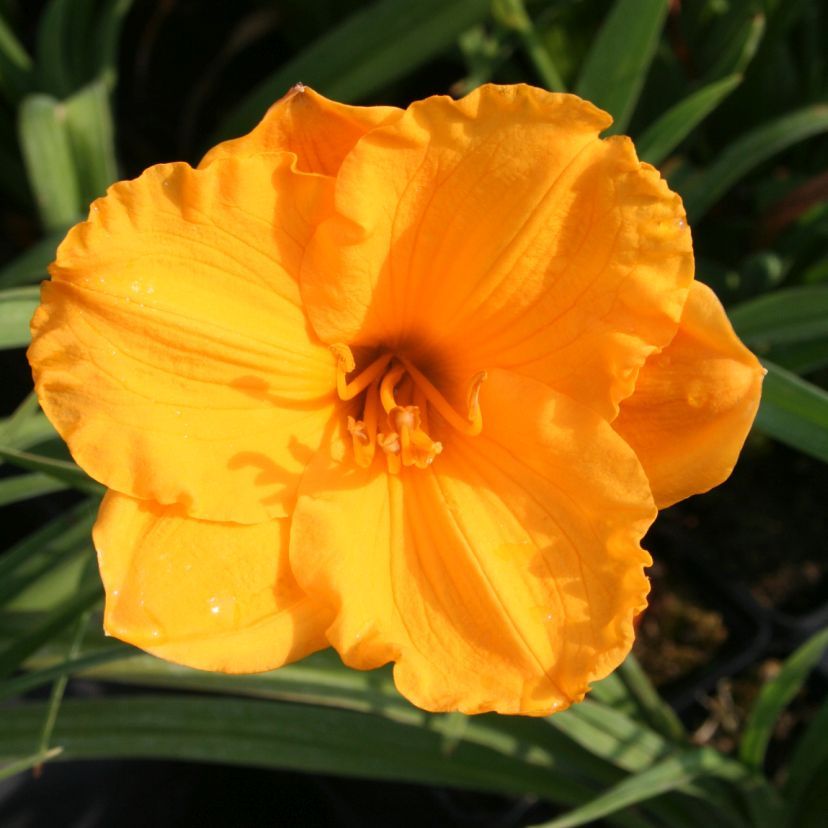 STM - Hemerocallis hybr. 'Siloam Nugget'