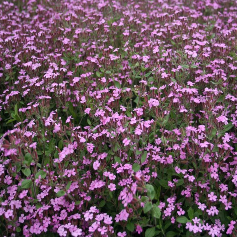 Saponaria ocymoides