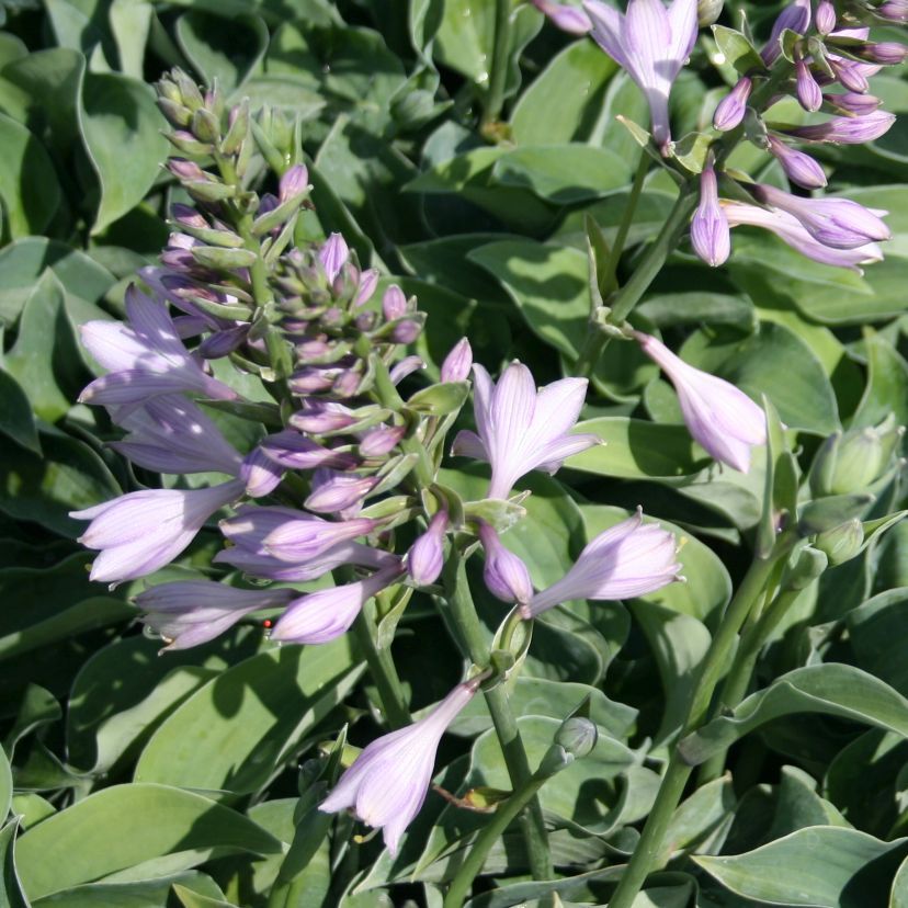 STM - Hosta hybr. 'Pacific Blue Edge'