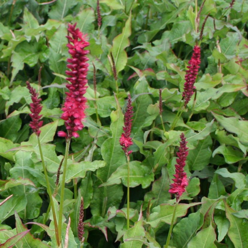 Bistorta amplexicaulis 'Firedance'