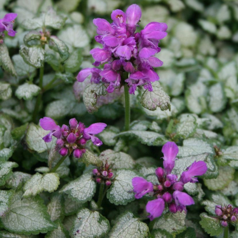 STM - Lamium maculatum 'Red Nancy'