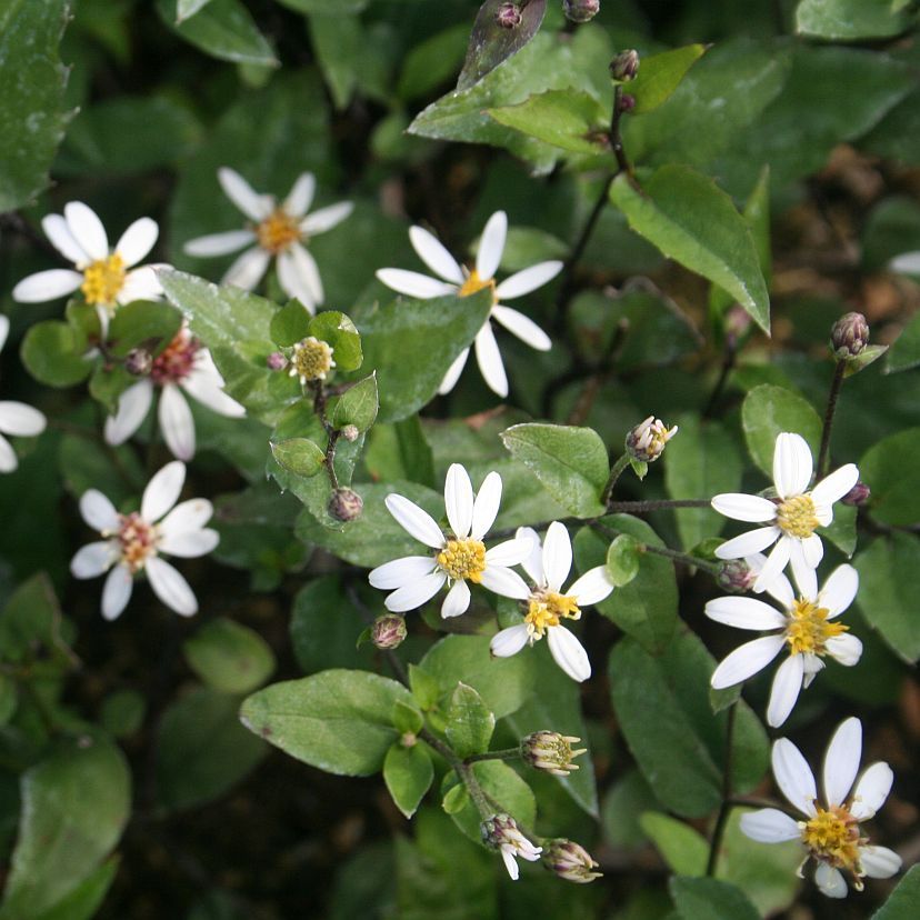 Aster divaricatus 'Tradescant'