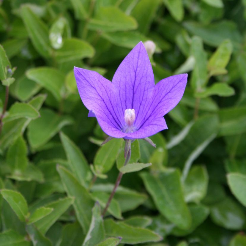 Platycodon grandiflorus 'Mariesii'