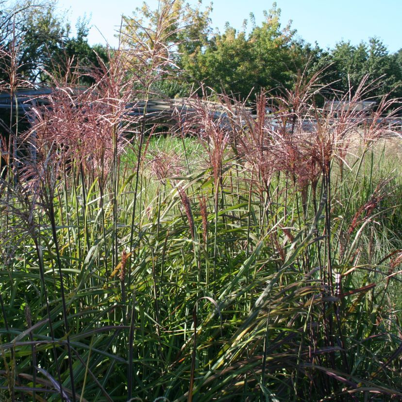 Miscanthus sinensis 'Malepartus'