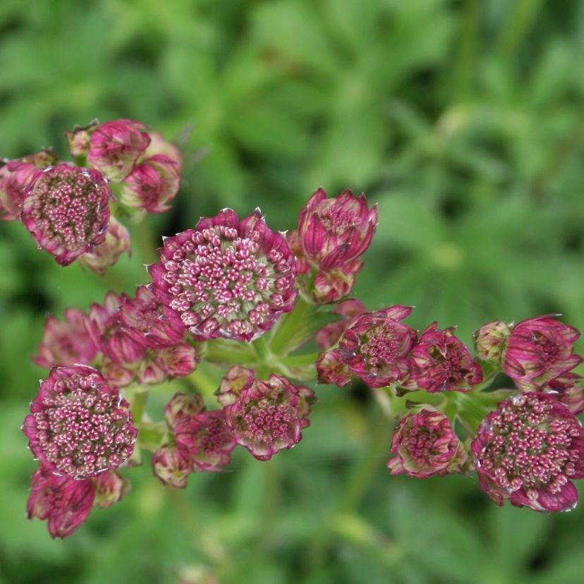 Astrantia major 'Star of Beauty'